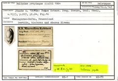 Karteikarte zum Holotyp von Bulimina propinqua Stache, 1864